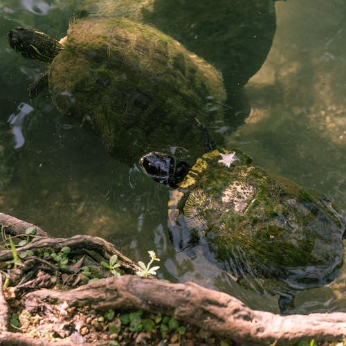 бесплатная Бесплатное стоковое фото с testudines, вода, водный Стоковое фото