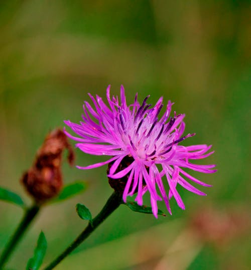 Selective Focus Photo of a Spotted Knapweed in Bloom