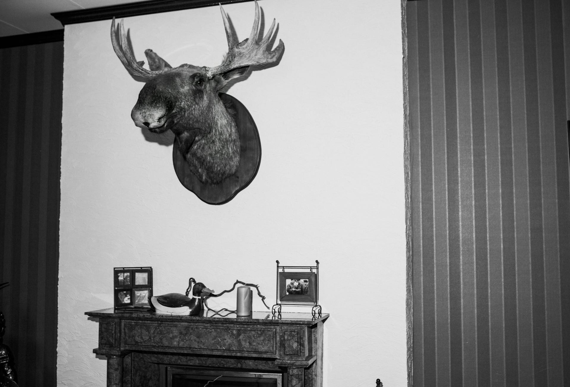 A Moose Trophy on the Wall