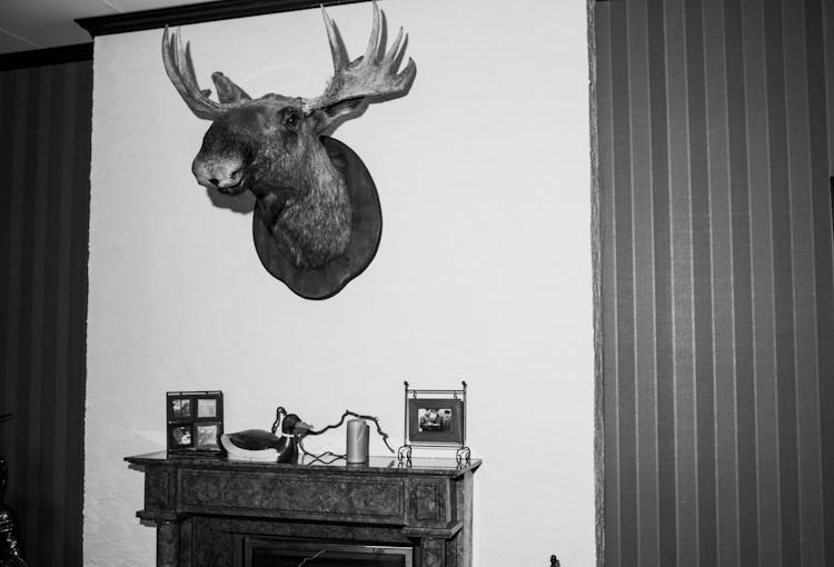 A Moose Trophy On The Wall