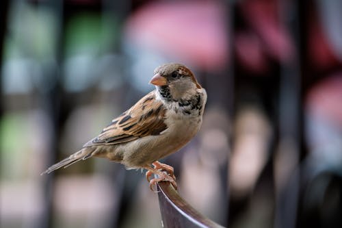 Close-Up Shot of a Sparrow Perched on a Wood