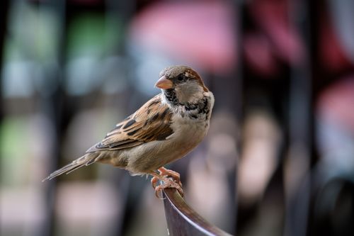 Free Detailed close-up of a sparrow perched on a surface with a beautifully blurred background. Stock Photo
