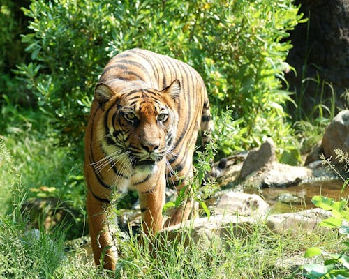 бесплатная Тигр в зеленой траве Стоковое фото