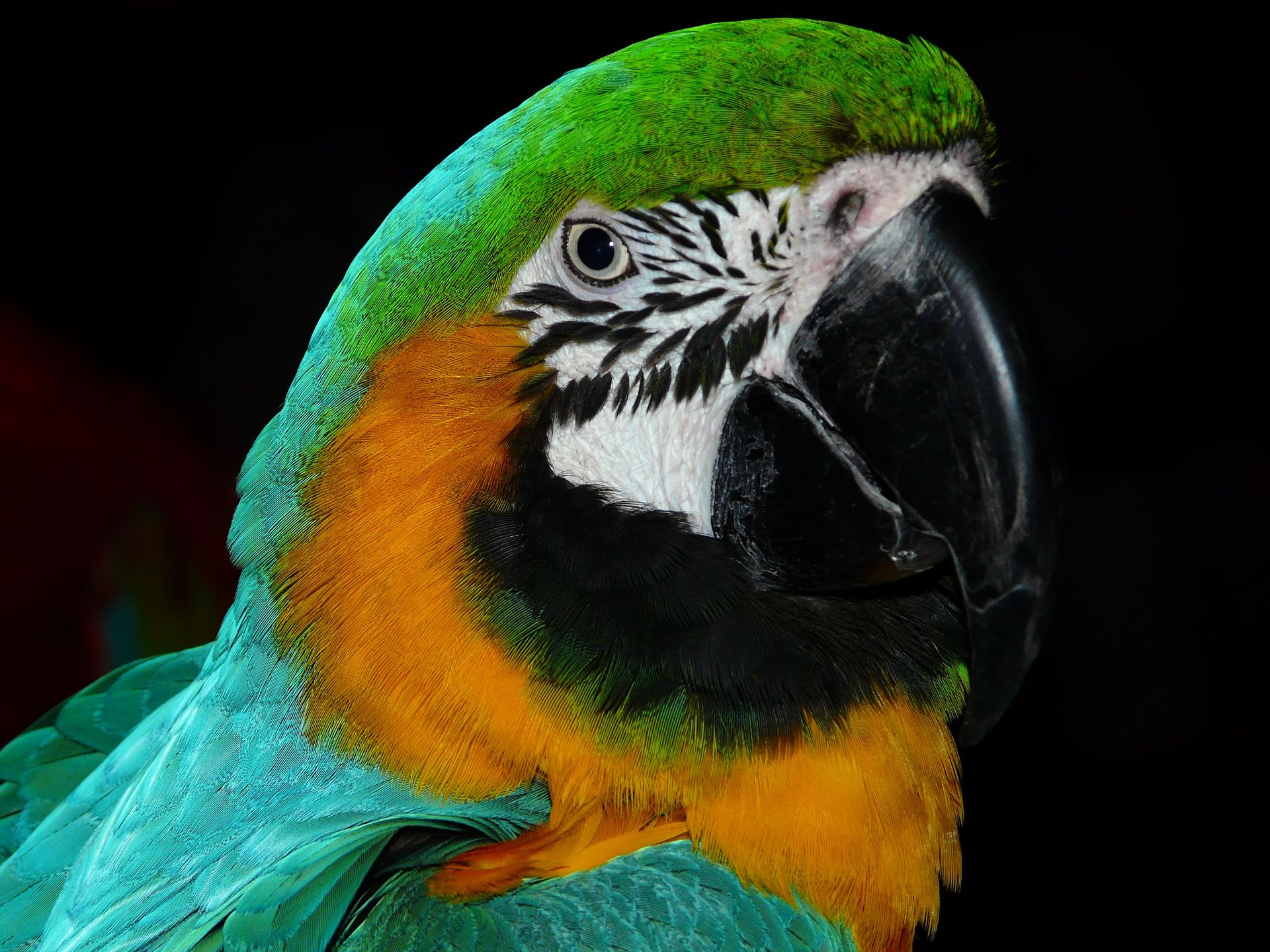 Green Black White Yellow and Teal Parrot