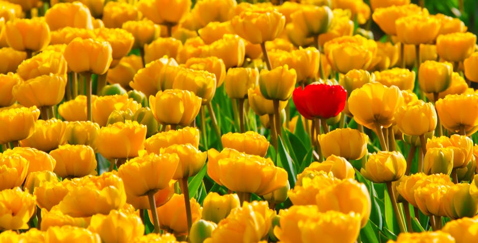 Yellow Petaled Flowers With One Red Petaled Flower Mixed in