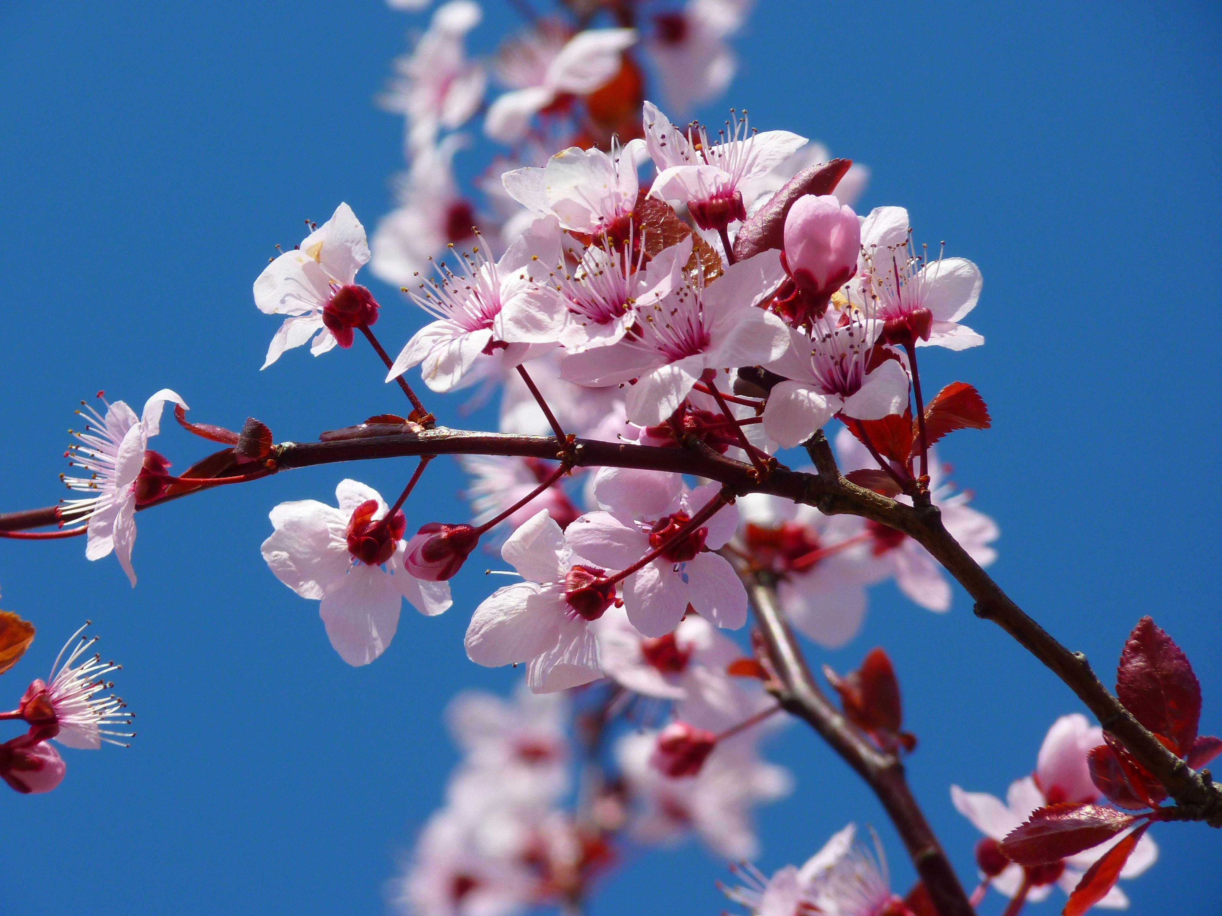 Photo Gratuite De Fleur Fleur De Cerisier Fleurir