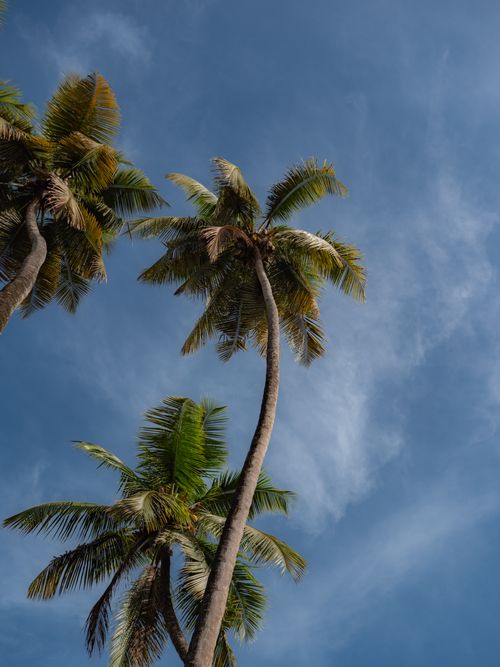 Free Low angle view of coconut palm trees reaching up towards a clear blue sky, creating a tropical paradise feel. Stock Photo