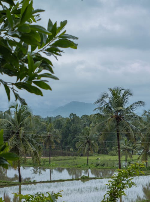 A Farm Field Surrounded by Coconut Trees