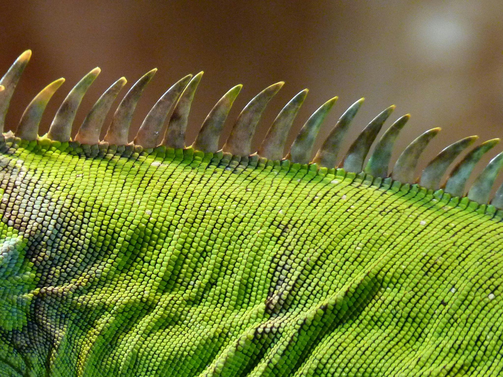 shallow focus photography of green and black animal skin during daytime