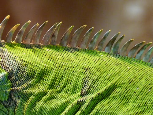 Kostnadsfria Kostnadsfri bild av djur, grön, iguana vapen Stock foto