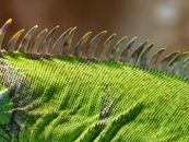 Shallow Focus Photography of Green and Black Animal Skin during Daytime