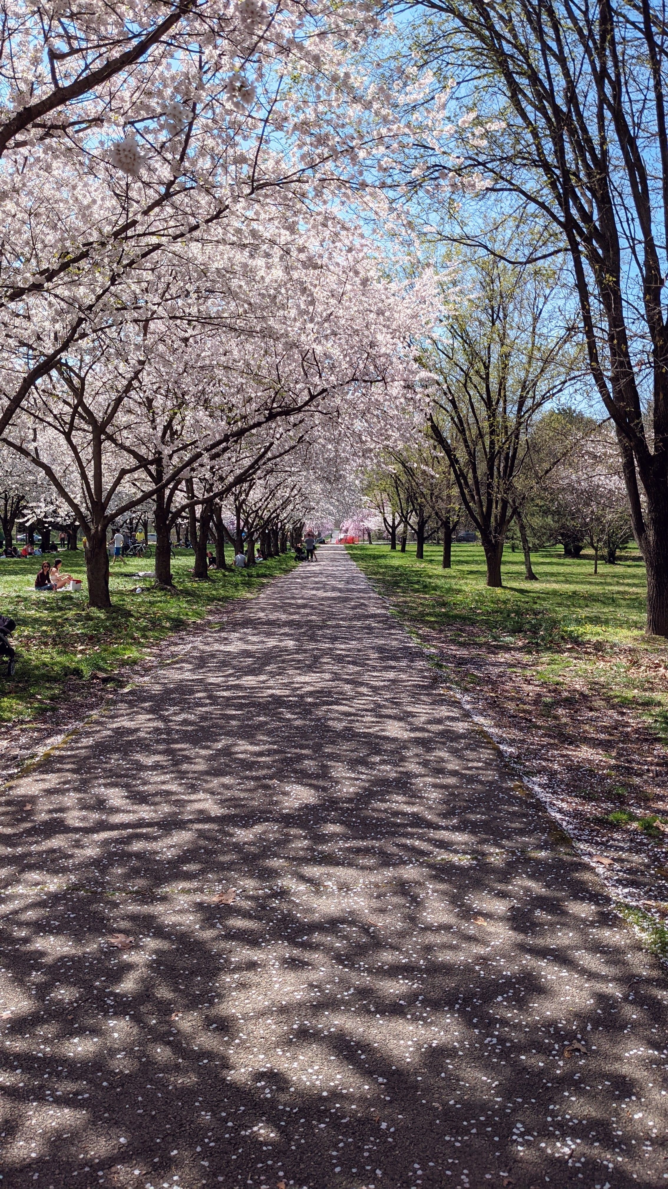 Ingyenes stockfotó fa, napos nap, park témában Stockfotó