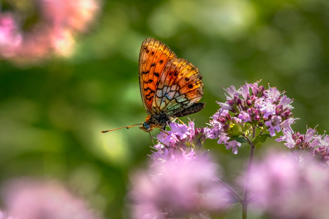 Orange and Black Butterfly on Purple Flower