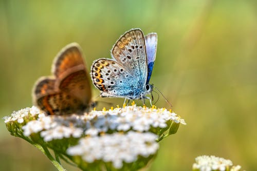 Close-Up Shot of a Butterfly Perched on a White Flower