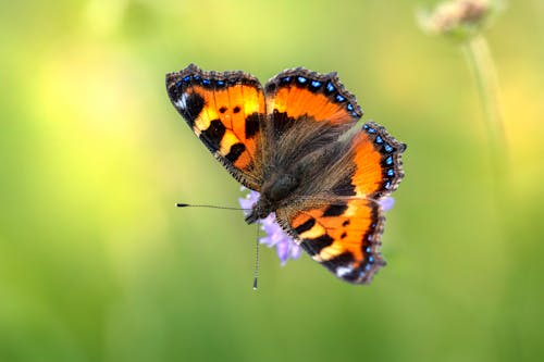 Close-Up Shot of an Orange Butterfly Perched on a Flower