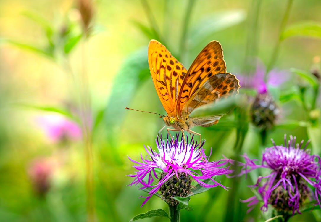 Close-Up Shot of an Orange Butterfly on a Purple Flower