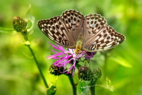 Free A butterfly perched on a purple wildflower in a lush green setting, capturing nature's beauty. Stock Photo