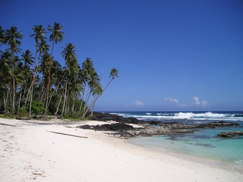 Palmera Verde Cerca De La Playa Bajo El Cielo Azul Claro