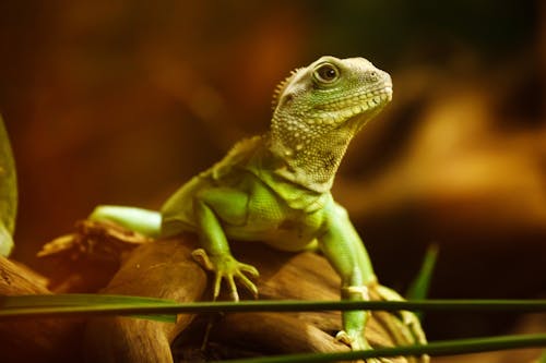 Green Iguana on Brown Wood