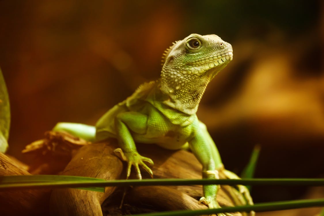 免费 動物, 宏觀, 爬蟲 的 免费素材图片 素材图片