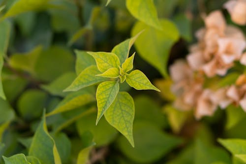 Kostenloses Stock Foto zu bäume, blatt, blume