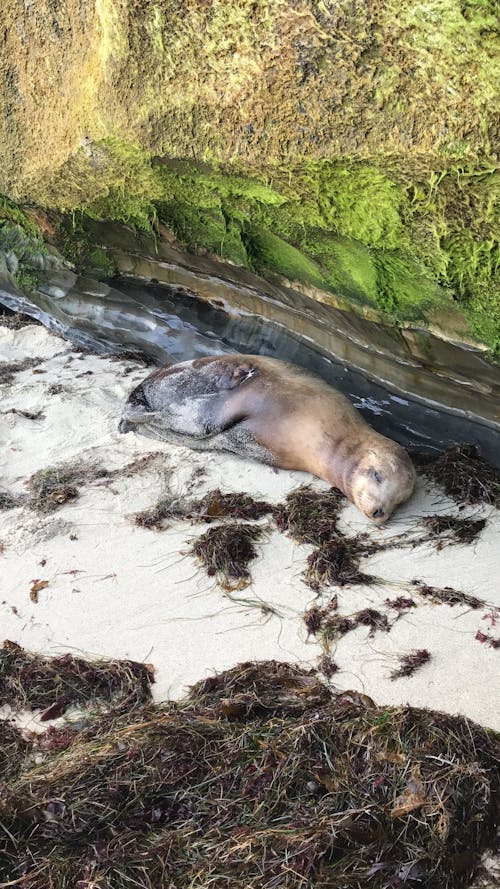 Gratis stockfoto met strand, zee, zeehond