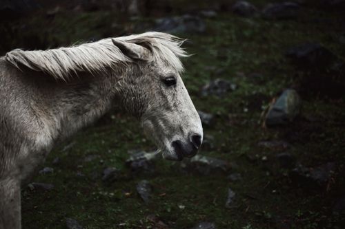 Free A close-up portrait of a white horse in a natural outdoor setting. Stock Photo