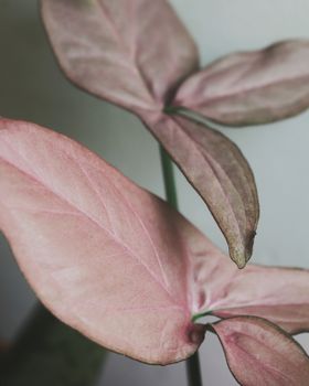 Image by Hanna Plants