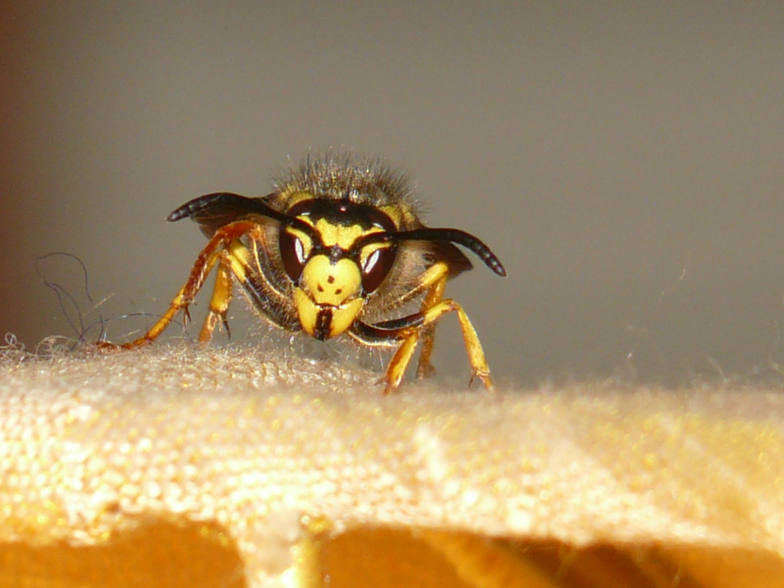 Yellow and black bee on orange textile