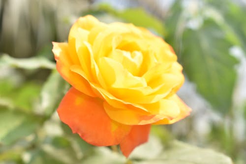 Free stock photo of beautiful flower, garden roses, rose bloom