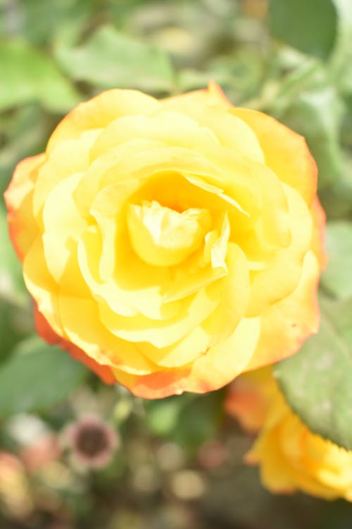 Free stock photo of garden roses, rose bloom, rose flower