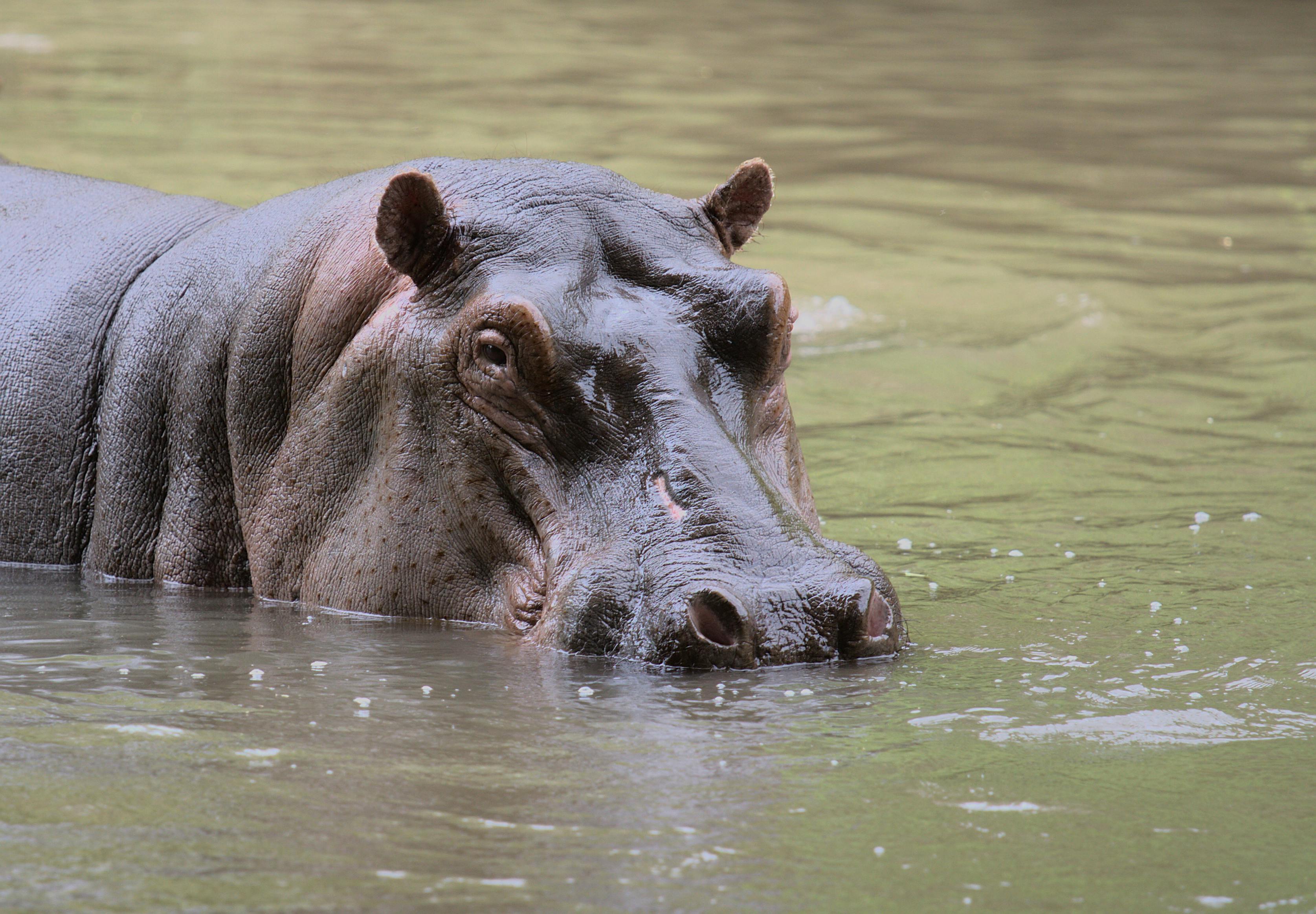 Hippopotamus Wallpaper (60+ images)