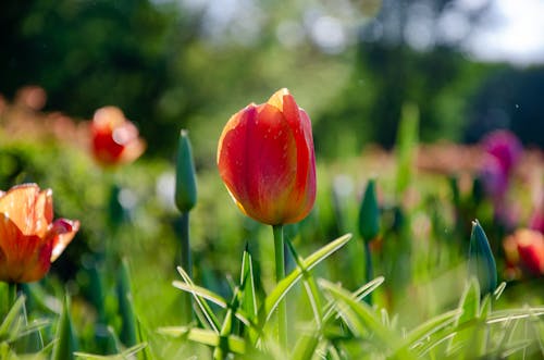 Ingyenes stockfotó gyönyörű virágok, nyár, piros virágok témában