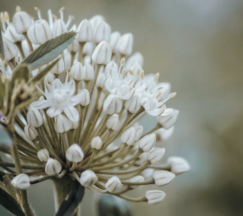 allium, arka plan bulanıklık, Beyaz çiçekler içeren Ücretsiz stok fotoğraf