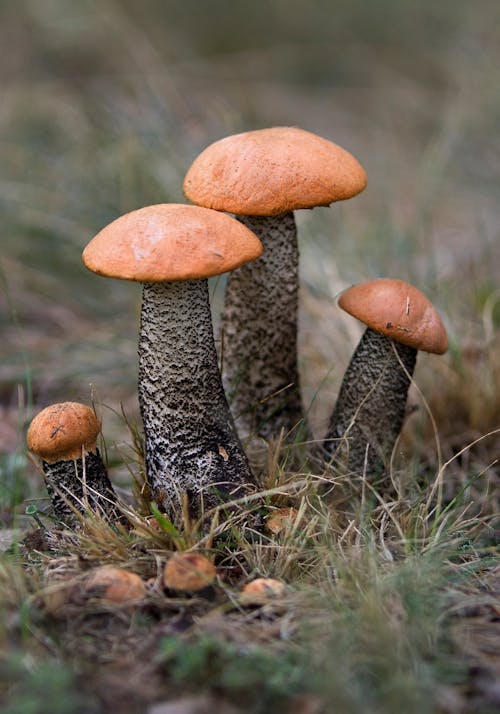 A Brown and Black Mushroom in Close Up Photography