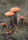 Brown and Black Mushroom in Close Up Photography