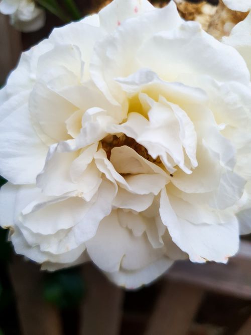 Free A detailed close-up of a white rose showcasing its delicate petals in full bloom. Stock Photo