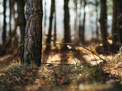 Free stock photo of nature, forest, grass, tree