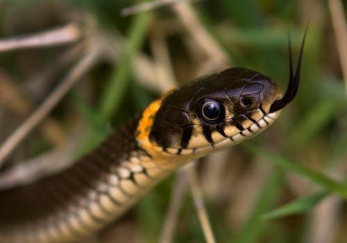  Snake In Close Up Photography