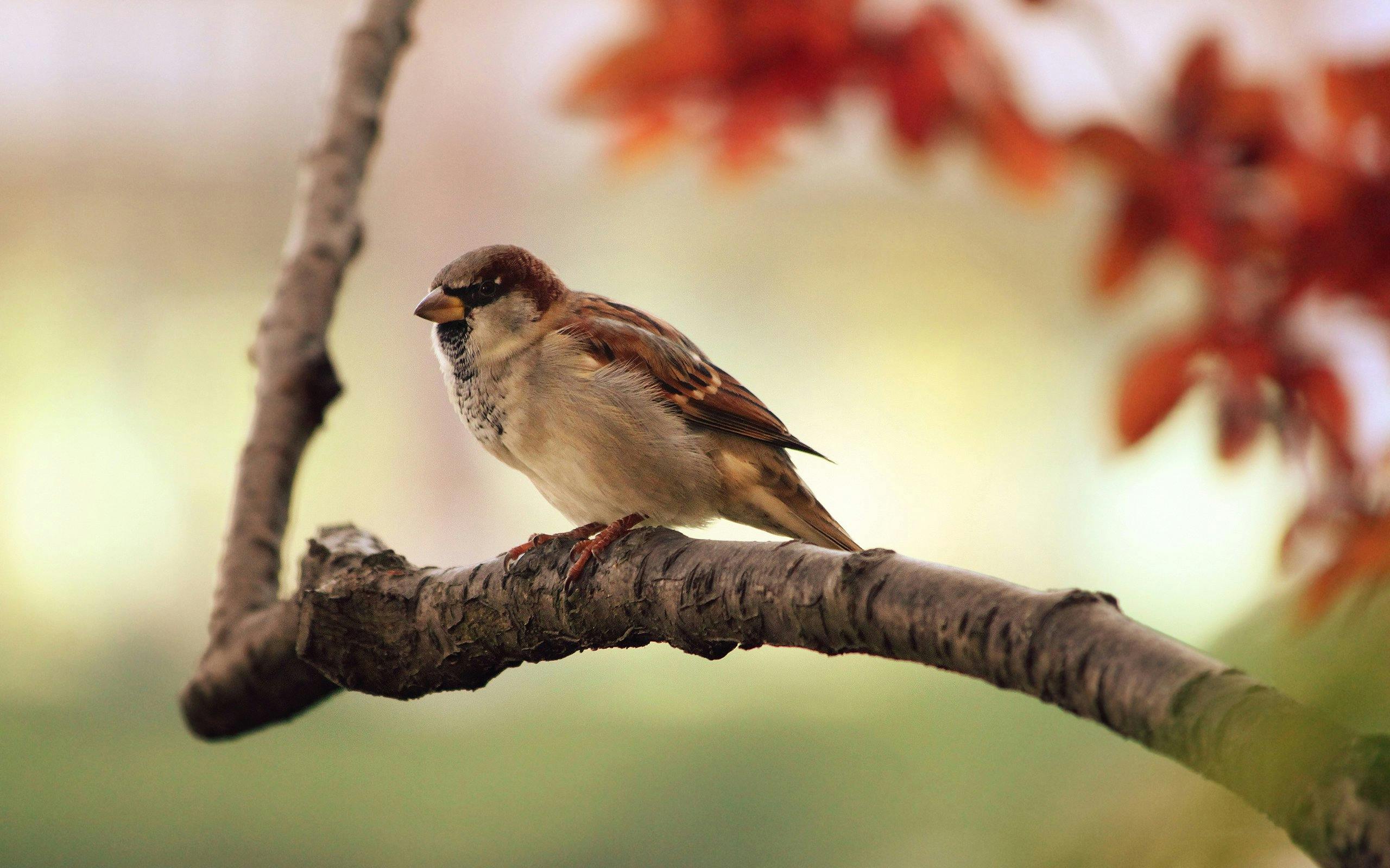 Sparrow HD Wallpaper for Android