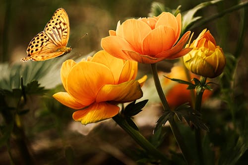무료 나비와 오렌지 꽃 스톡 사진