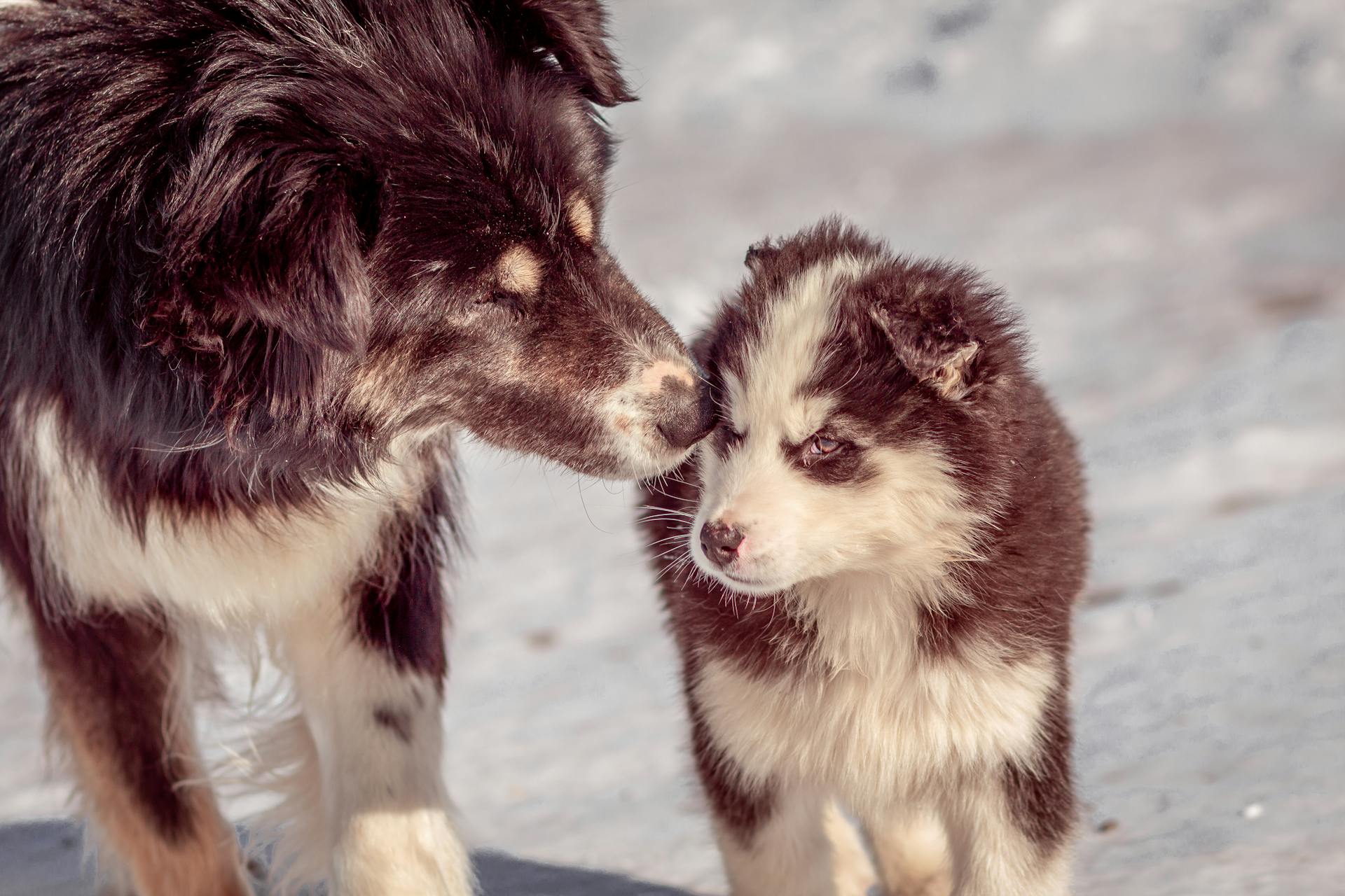 Dogs in Close-Up Photography