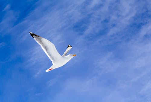 Free Seagull Hovering Under A Blue Sky Stock Photo