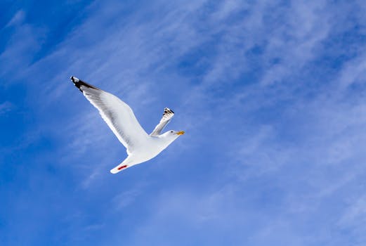 A lone seagull soaring high in a vivid blue sky, wings fully spread.