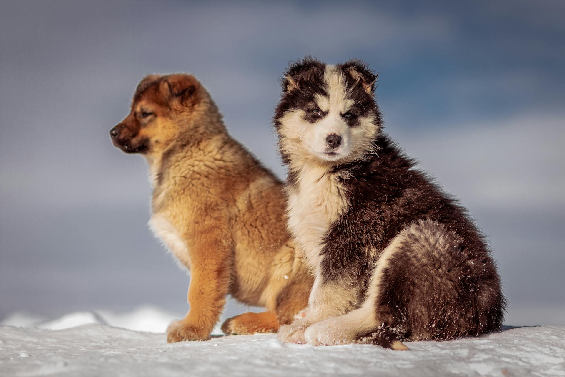 Black and White Siberian Husky Puppy on Snow Covered Ground