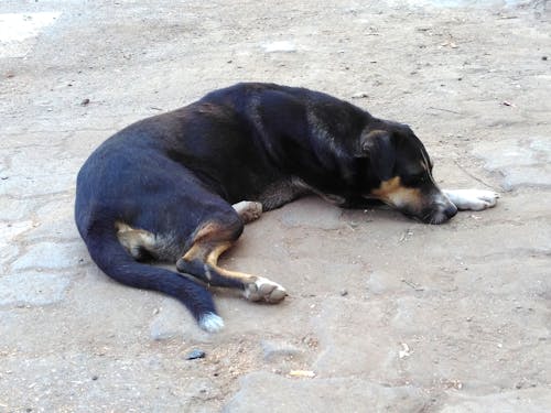 Free stock photo of dog, indian dog, lonely