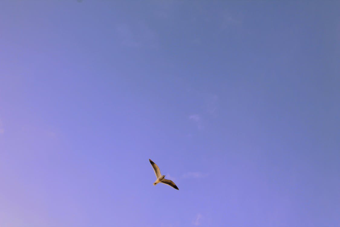 Kostnadsfria Kostnadsfri bild av flygande, himmel, vingar Stock foto