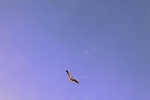 Free Безкоштовне стокове фото на тему «крила, небо, політ» Stock Photo