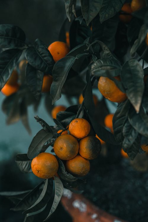 Free Vertical close-up of ripe oranges hanging from a green leafy tree outdoors. Perfect for showcasing natural freshness and nutrition. Stock Photo