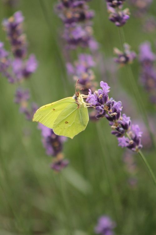 Free stock photo of butterfly, lavender Stock Photo